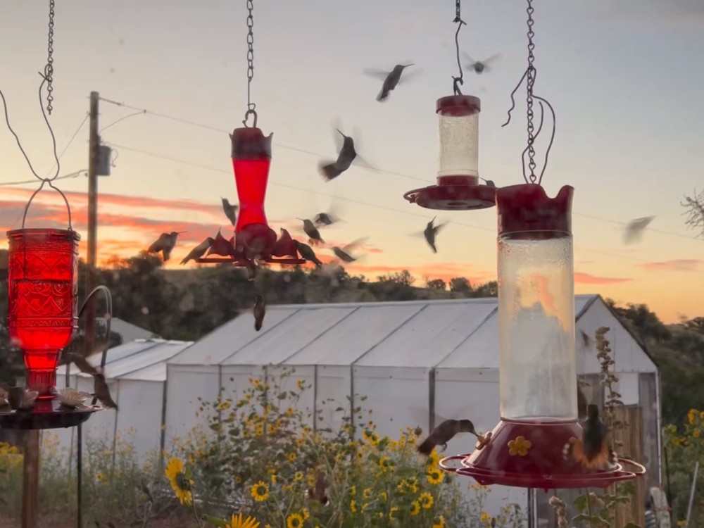 Broad-tailed and Rufous hummingbirds at feeders