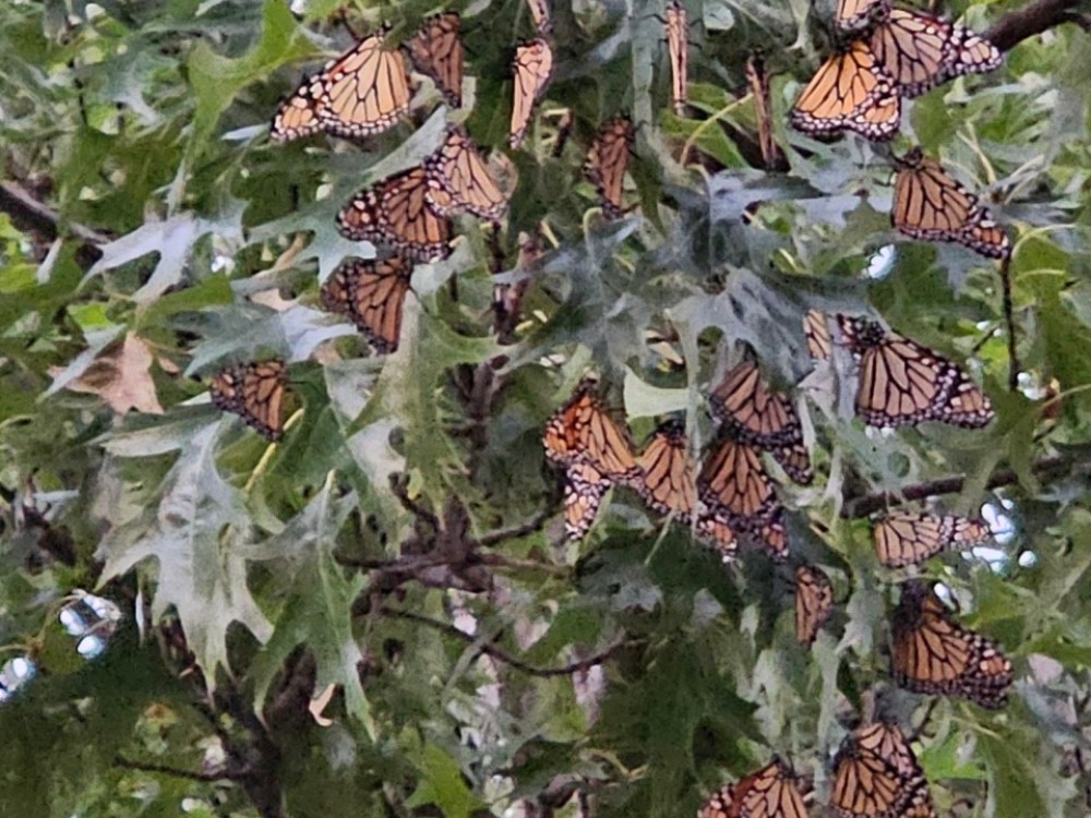 monarchs roosting in trees