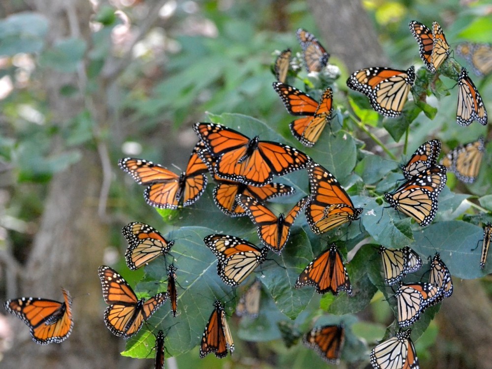 monarchs roosting in tree