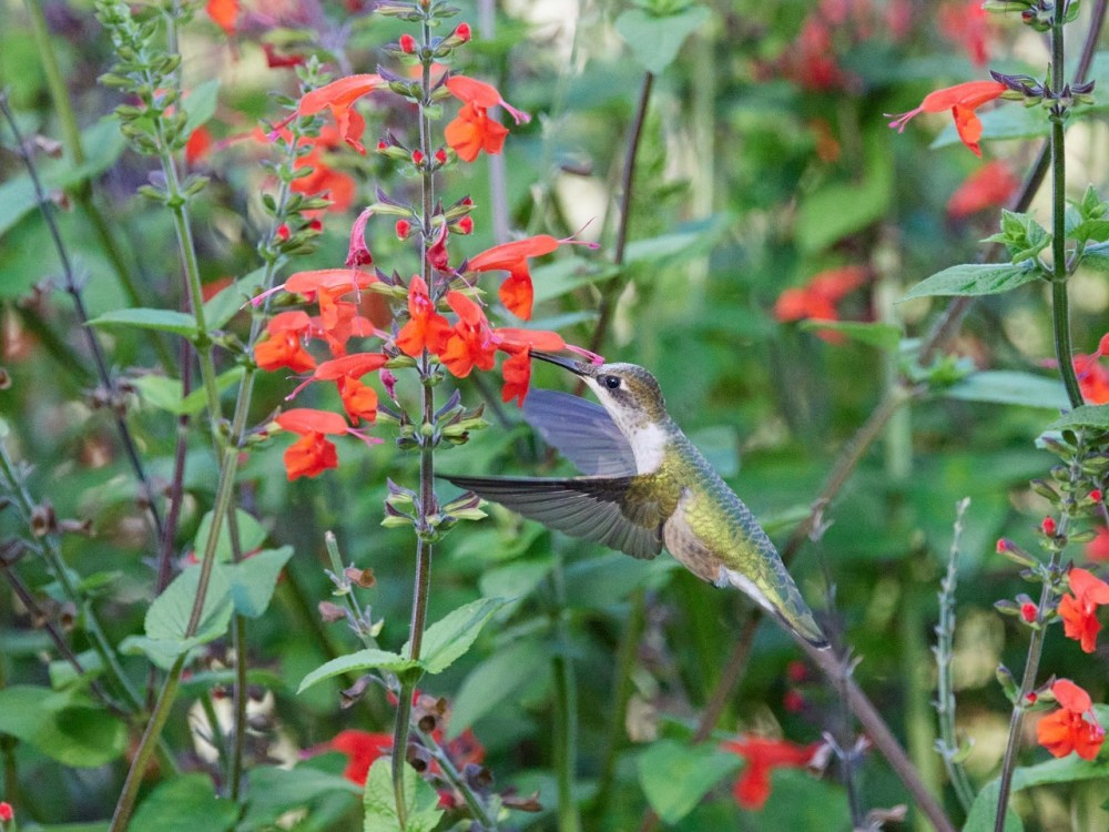 Hummingbird at flowers