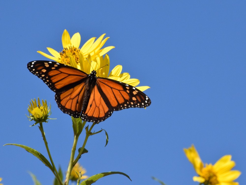 monarch netaring