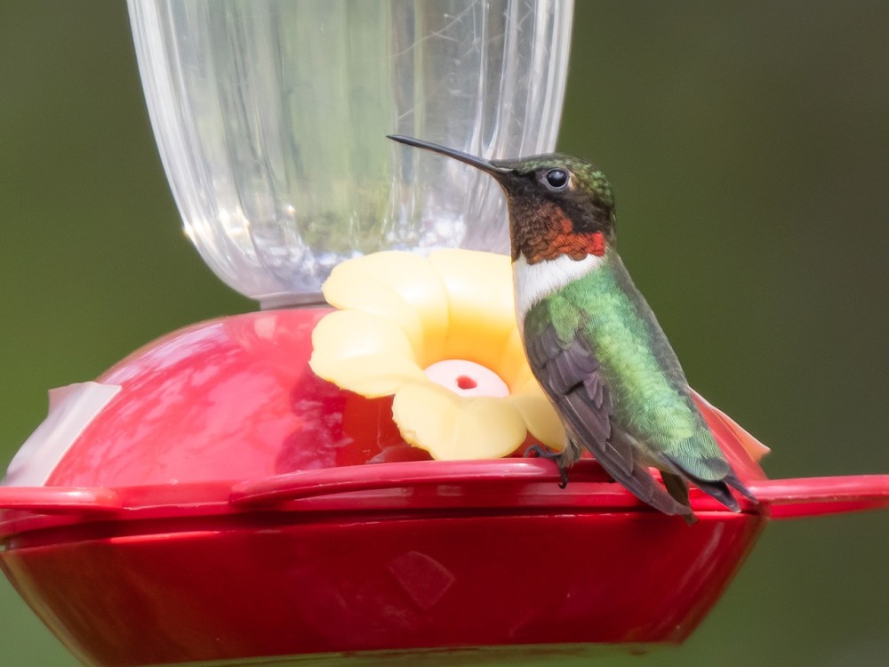 A male ruby-throated hummingbird on a clear and red feeder with a yellow port