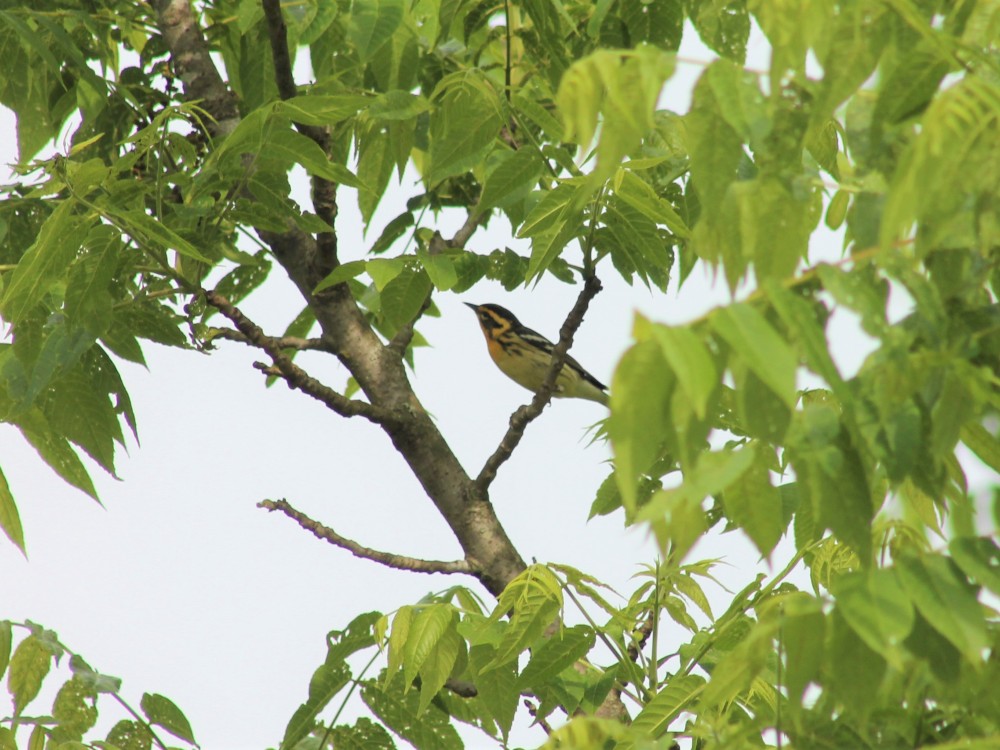 Blackburnian warbler in a tree opening on a branch
