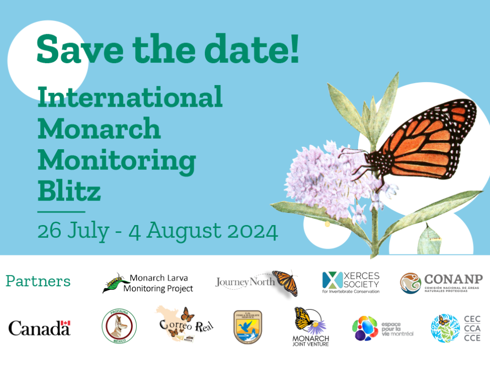 The International Monarch Monitoring Blitz is July 26-August 4