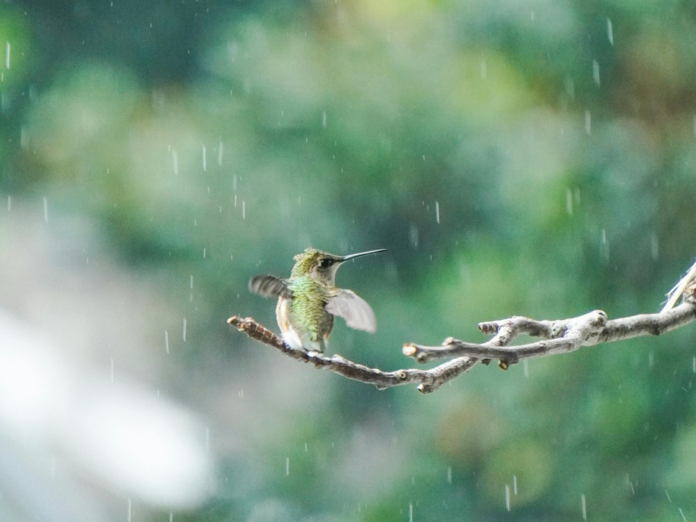 A hummingbird perches on a branch in the rain