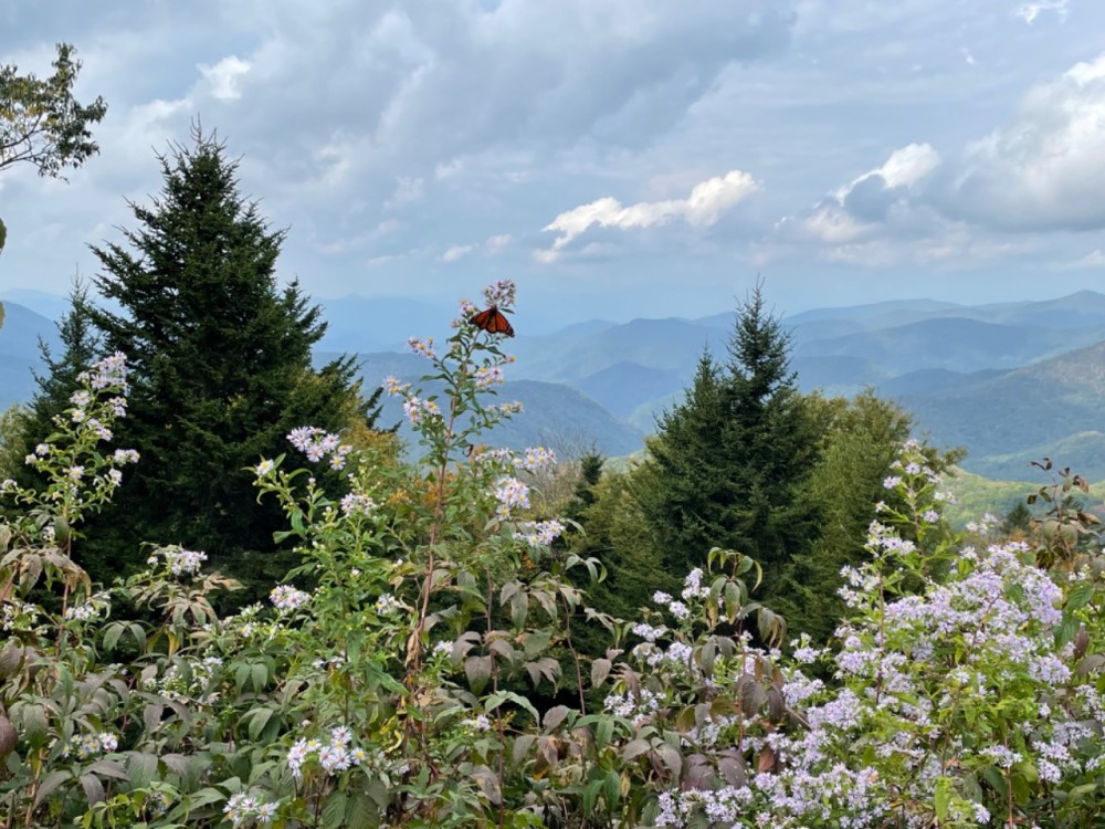 A monarch on a flower in the middle of a mountain overlook, with the Appalachian Mountains in the background