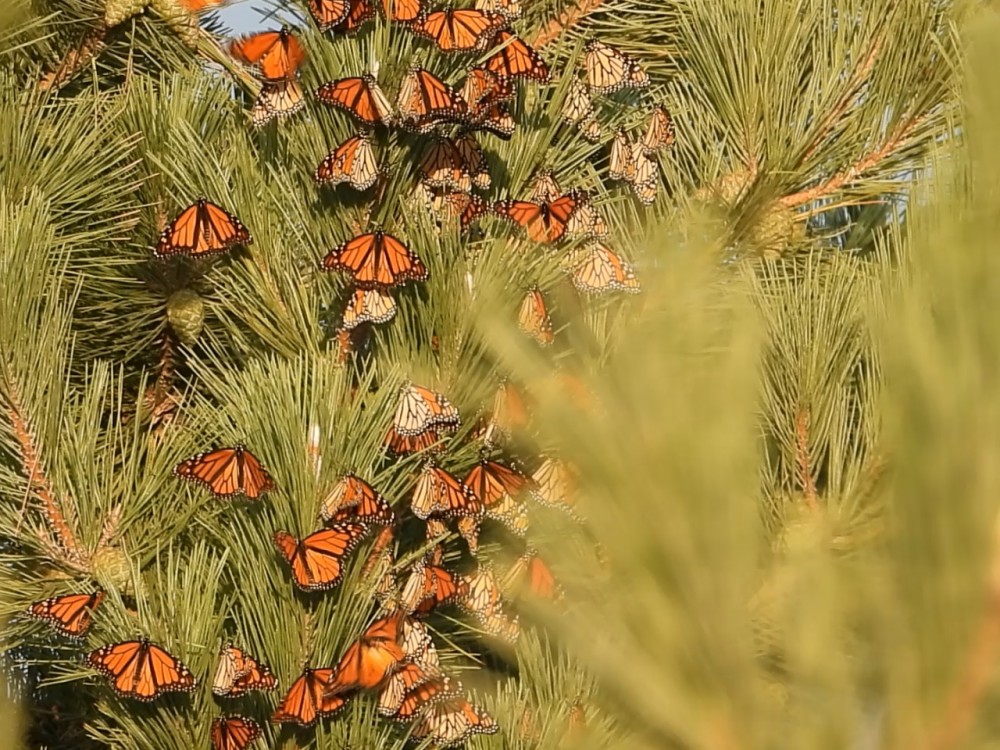 Monarchs roost in an evergreen tree with a blurred evergreen in the foreground