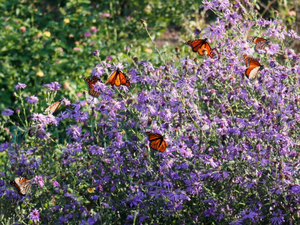 Eight monarch butterflies on purple Georgia aster flowers