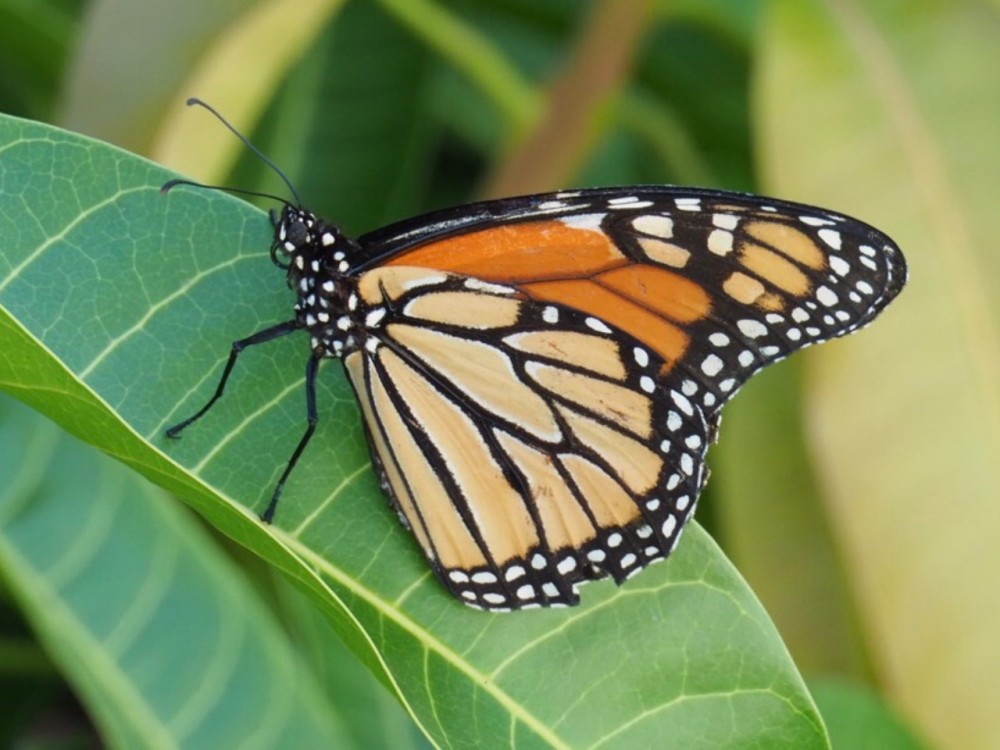 A monarch butterfly up close on a mango tree leaf