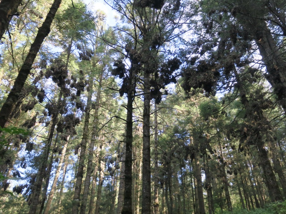 Monarchs gather in clusters, photographed from below the canopy of oyamel fir trees 