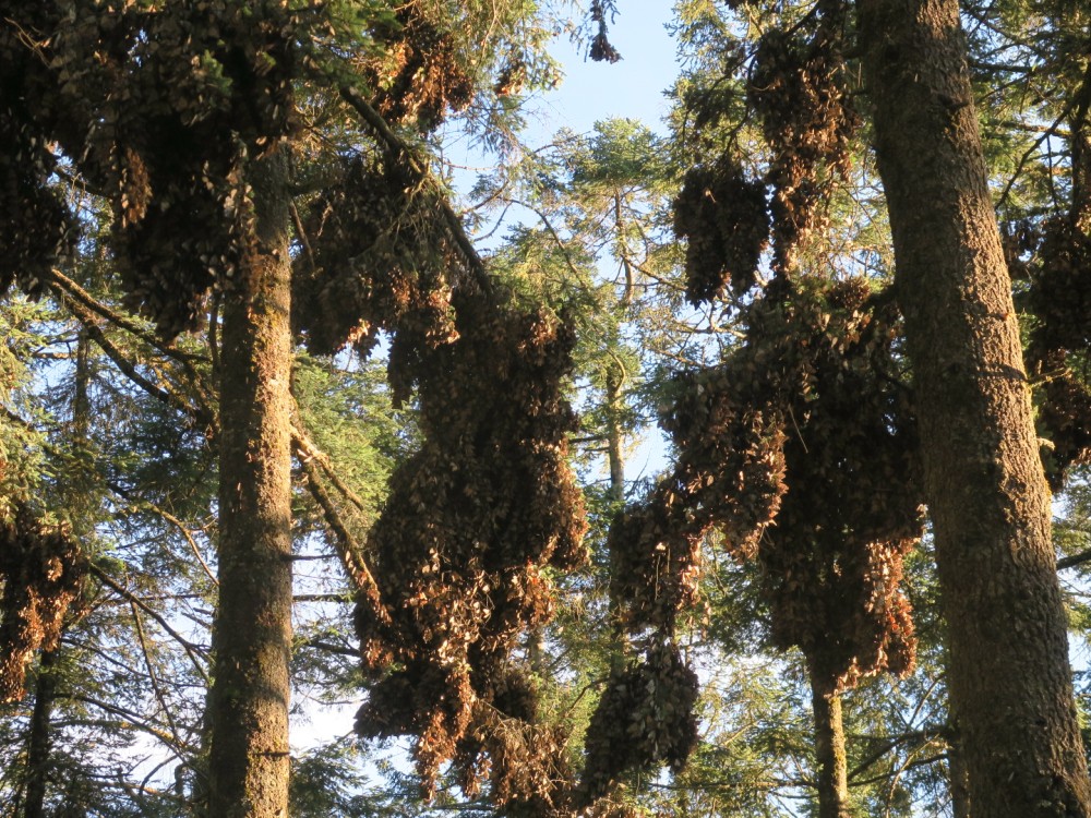 Monarch butterflies in oyamel fir trees