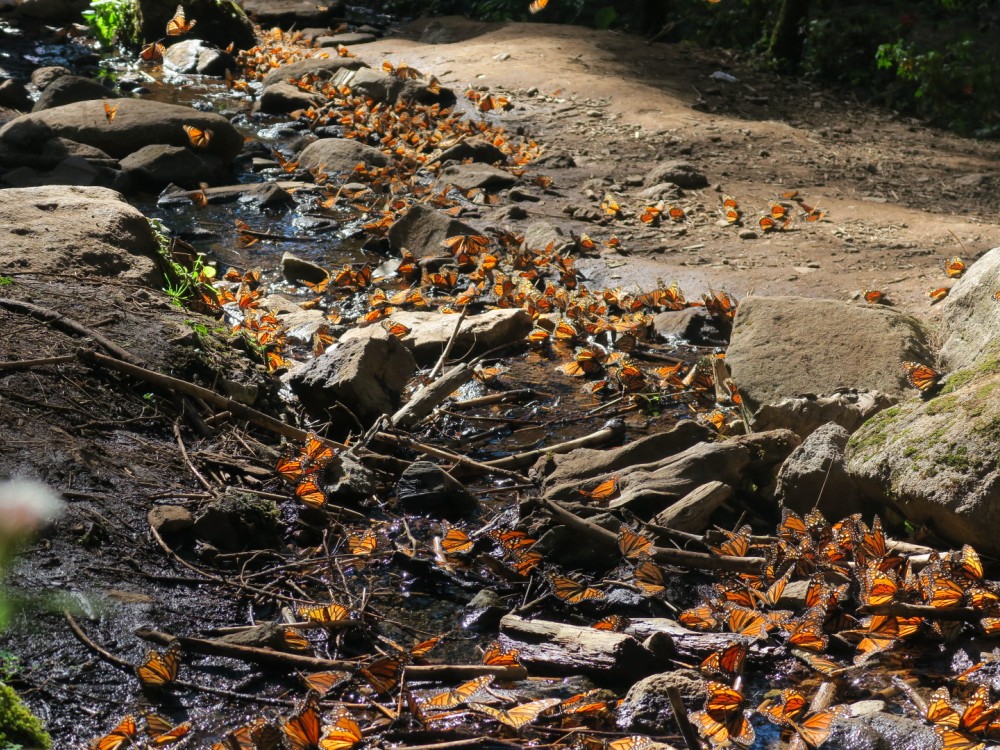 Monarchs line both sides of a stream in Mexico's El Rosario Sanctuary