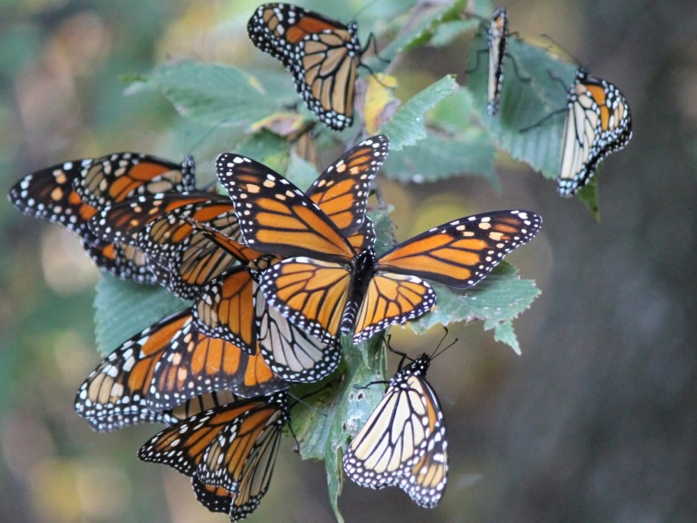 About a dozen monarchs gather on the end of one tree branch