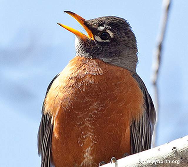 “Danger!” The Whinny is an alarm call given by males and females. It expresses a higher level of alarm that Peek and Tut. Neighboring robins often fly in when they hear this to help mob a predator. The call sounds like a whinnying horse.
