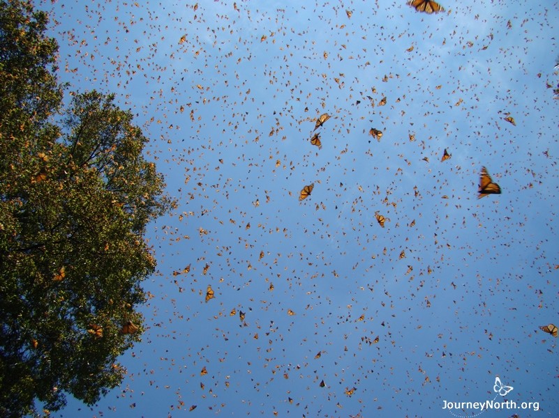 Spring migration begins every March in a flurry. The monarchs are in a race against time. They can’t stay in Mexico any longer — but they can’t move north too quickly either. The timing of the monarchs’ spring migration must be precise. How do they know when to leave, and why do they go now?