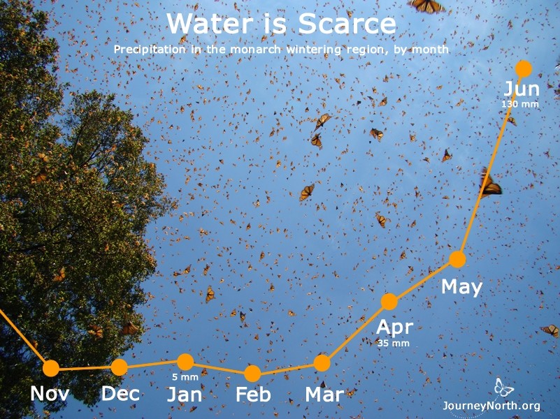 Time is running out because the monarch's winter habitat is as dry as a bone by March. Mexico's dry season began when the monarchs arrived in November. Now the colonies are breaking up as the butterflies fly out in search of water.