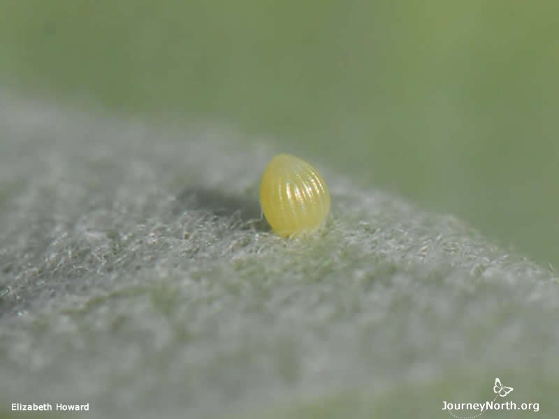 What if all monarch eggs were to survive to become adult butterflies?