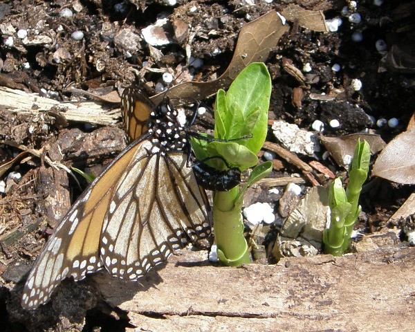 When monarchs arrive from Mexico in the early spring, milkweed is beginning to emerge. Female monarchs must find milkweed quickly. They are at the end of their lives and have eggs to lay. Milkweed is the only food monarch larvae will eat, so finding it is of the utmost importance.