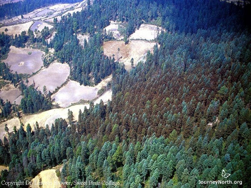 It’s impossible to count individual butterflies, so scientists measure the area of forest covered with monarchs. This picture shows a monarch colony from the air. The trees look orange because they are covered with butterflies. How large an area does this colony cover? Count the trees and estimate the area.