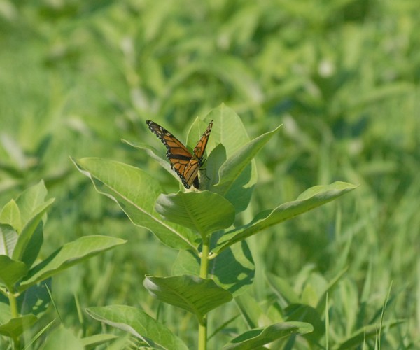 “Monarchs use a combination of visual and chemical cues to find milkweed,” says monarch scientist Dr. Karen Oberhauser. “Once they land on a plant, they use sensory organs on their feet and heads to tell them if it is a milkweed, and probably the quality of the milkweed.”