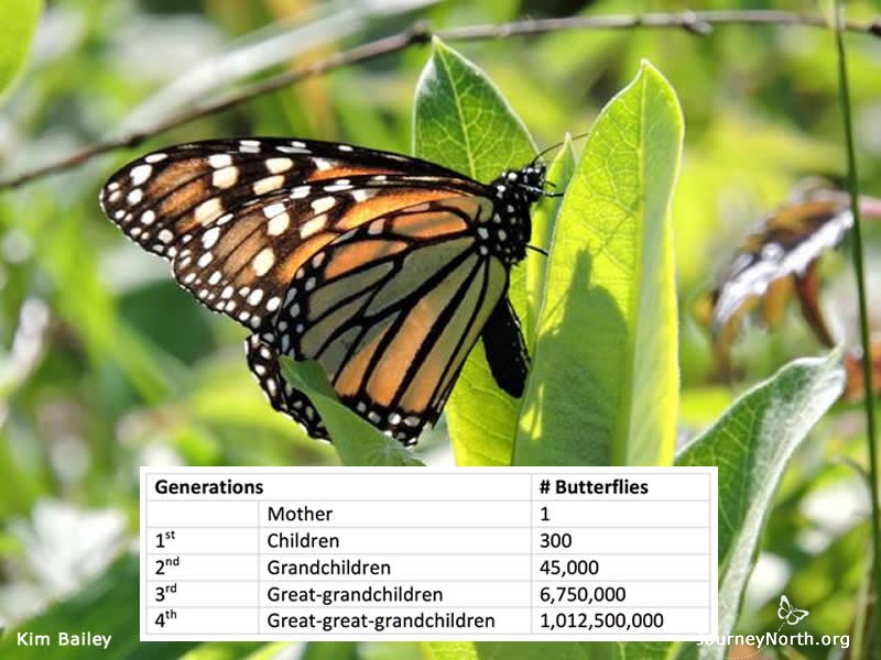 If all of her eggs survived, one monarch butterfly could produce a billion butterflies in only 4 generations. She would have over a billion great-great-grandchildren!