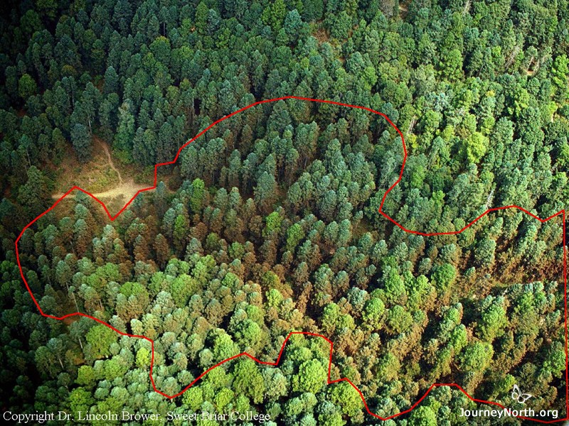 The red line marks the border of this colony. All of the trees inside the polygon are occupied by monarchs. The area of the polygon would be calculated for this colony.