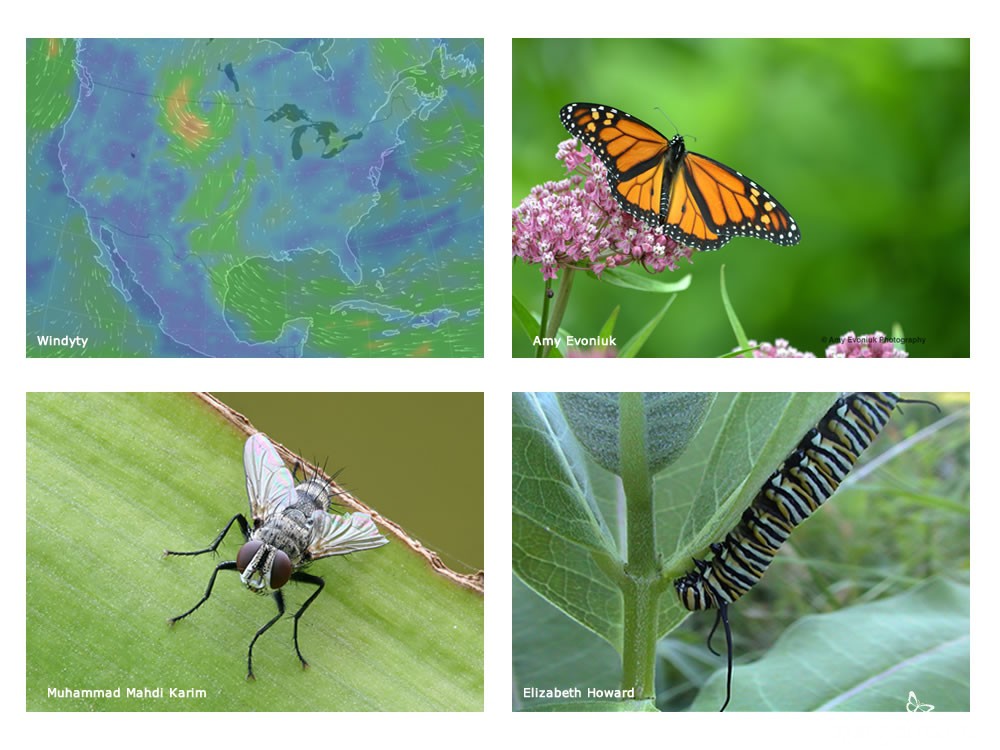Monarch numbers can rise and fall for countless reasons. Here are some examples of limiting factors:      Food sources can be scarce or abundant;     Enemies can be many or few;     Diseases can be deadly or mild.     Temperatures can be too hot or too cold;     Precipitation can be too high or too low;