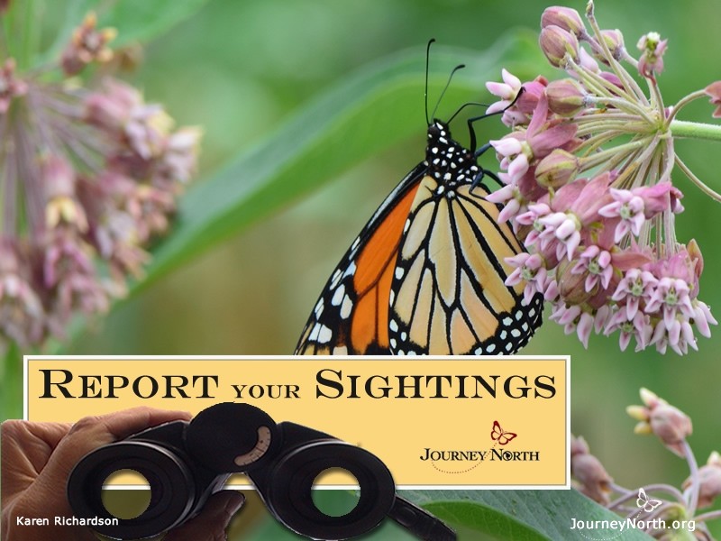 You can help scientists learn more about monarch populations by contributing your own observations.