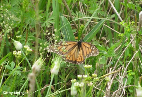 Picture a monarch floating through the air, following invisible scents to find the milkweed it urgently needs. Watch how a butterfly can locate milkweed that’s hidden in a sea of green plants.