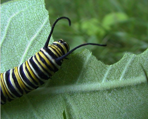 When a monarch caterpillar eats milkweed, some food energy is stored as fat. A monarch caterpillar that finds plenty of milkweed becomes a big, healthy butterfly with a reserve of fat. This fat reserve will help a monarch survive the winter.