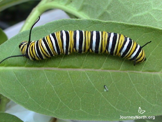 Monarch caterpillars eat voraciously. Find the two larvae in the photo. One is 2,000 times larger than the other. A monarch larva can grow this much in about two weeks, depending on temperatures.