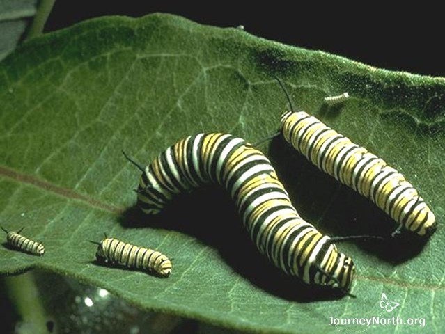 Monarch caterpillars grow through five stages as a larva. Each stage is called an instar. The smallest stage is the 1st instar. As the larva grows it goes through the 2nd, 3rd, 4th and 5th instars. After that, the larva becomes a chrysalis.