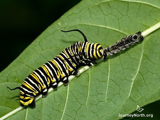 This monarch larva just shed its exoskeleton and is now eating the remaining portion, called the exuvia. A monarch must shed its exoskeleton to make room for growth. The process of shedding is called molting and happens between each instar. The most likely reason for eating the exuvia is to recycle the nutrients it contains, especially hard-to-get nutrients like nitrogen.
