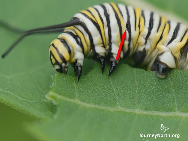 Monarch caterpillars have tiny, oval-shaped holes on the sides of their bodies. Dr. Karen Oberhauser explains what they are and how they work: “Monarchs ‘breathe’ through tiny openings on the sides of the abdomen and thorax called spiracles. The spiracles are in their cuticle, like our skin. I put quotes around the word ‘breathe’ because this is very different than the kind of breathing you do. Monarchs don’t have lungs. The air goes into their spiracles and through a whole series of tubes in the body calle