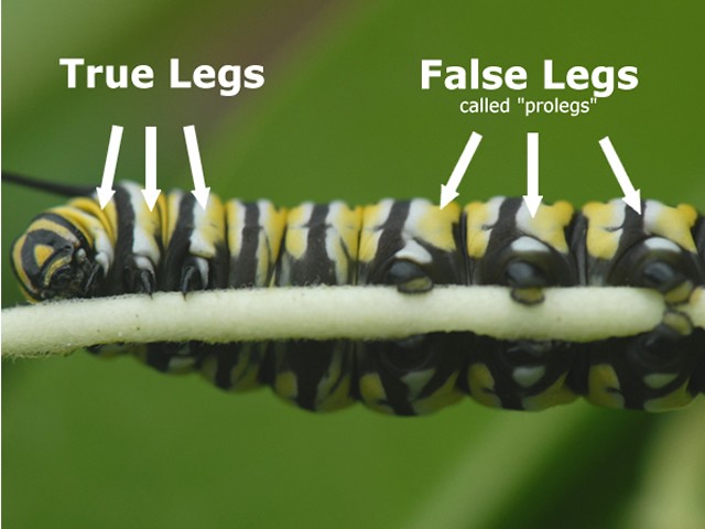 Monarch larvae have two different kinds of legs, true and false. Like all insects, the caterpillars have six true legs. They are attached to the thorax. The false legs, or prolegs, are attached to the abdomen and are only present during the caterpillar stage. False legs have pads at the ends with sticky hooks called crochets. When you hold a caterpillar, you can feel the grip of the crochets. Crawling along a paper-thin leaf, or eating while hanging upside down, monarch caterpillars defy gravity.