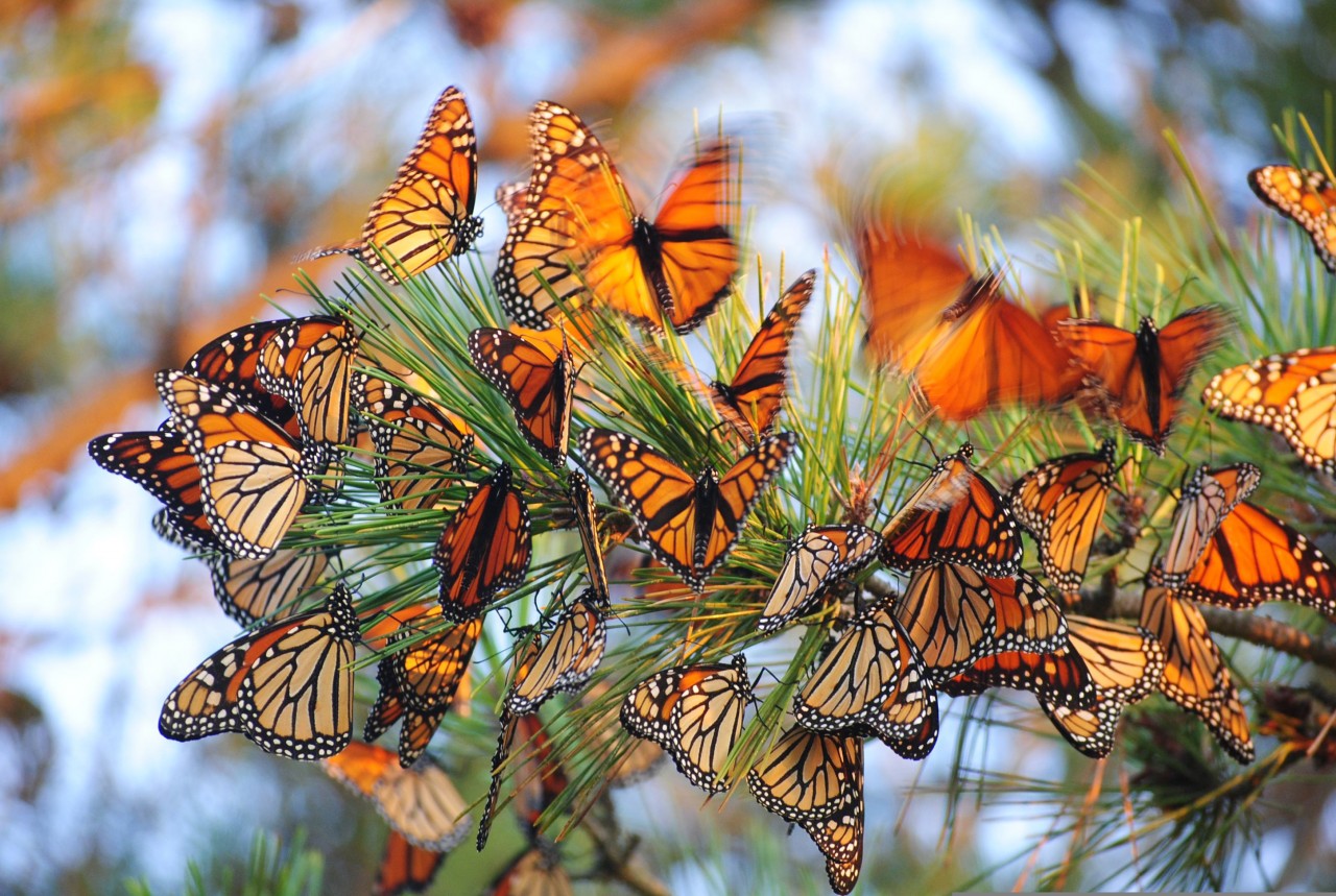 Slideshow The Magic Of Monarch Butterfly Migration