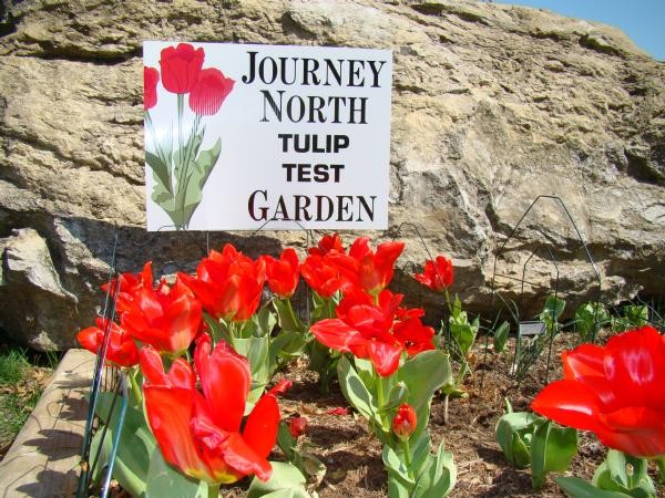 Plant a Journey North tulip Test Garden this fall! Meet gardeners from places near and far to explore how different climate conditions affect plant growth. Predict which gardens will be the first and last to emerge and bloom. Photo credit Audrey Albrecht.