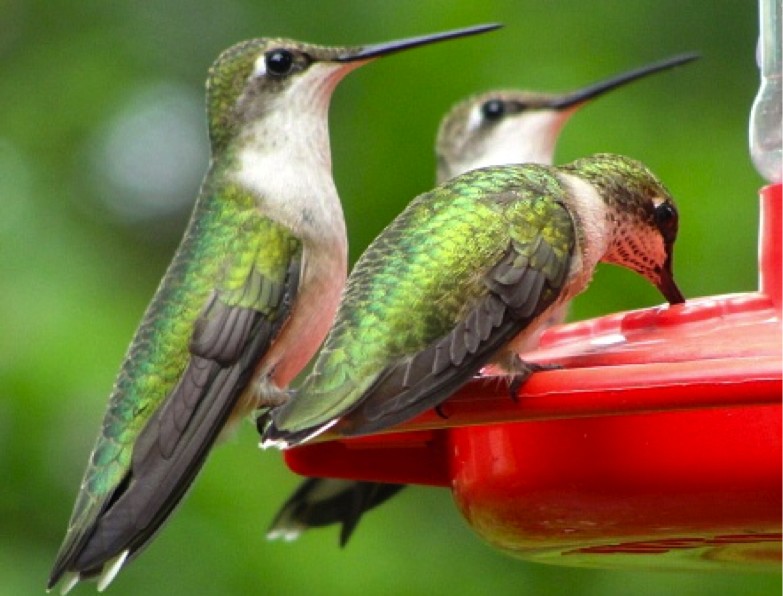 August brings the biggest push south, and hummingbirds are gathering in huge numbers along the Gulf of Mexico. Males arrive there first followed by females and juveniles. Despite this being their first migration, juveniles do not migrate with a parent. By late August, you may only see females and juveniles at your feeders. Photo by Harlen Aschen