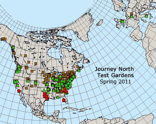 Tulips emerge and bloom at hundreds of garden sites across the Northern Hemisphere. Citizen science expands the possibilities for research.