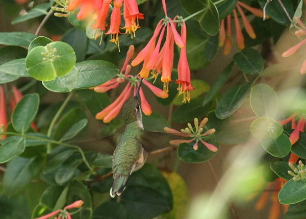 During January, the vast majority of Ruby-throated Hummingbirds are on their wintering grounds in the Southern Hemisphere. They are getting fresh new feathers and molting, but they still need to visit hundreds of flowers every day. Hummingbirds burn energy so fast they often eat 1.5 to 3 times their body weight in food per day. Photo by Joan Garvey