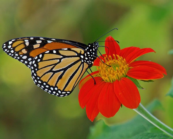 Citizen science involves everyday people in the process of scientific research. Across North America, citizen scientists contribute sightings of monarch butterflies each fall and spring. They report migrating monarchs, monarch eggs, monarch larvae and the first milkweed of spring.