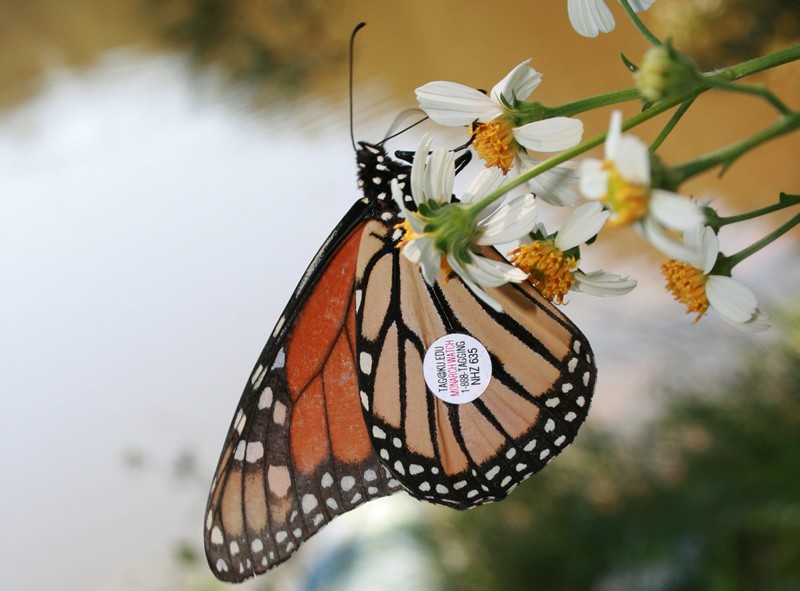 Journey North keeps monarch butterfly sightings in a permanent database. Each sighting becomes a part of the historical record. Over time, this long-term data reveals patterns and trends.