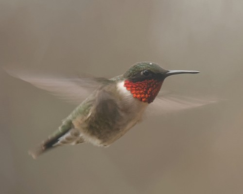 Most Ruby-throated Hummingbirds winter between southern Mexico and northern Panama. The first spring migrants arrive in the United States in the Gulf States. How do they get there? When do the first ruby-throats reach their breeding grounds? What do they need when they arrive?