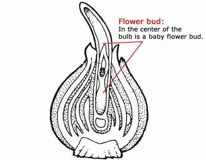 Cut open your bulb and look inside. Do you see the flower bud? This tiny bud will grow into the big red flower of the Red Emperor tulip. Why do you think it is found in the center of the bulb?