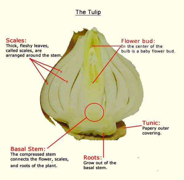 Now you know all the parts of the bulb and have learned how their form helps the tulip survive. This photograph helps show what real bulbs look like. How is your bulb similar or different from this picture?