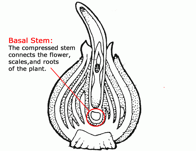 The stem looks very short in the bulb, but it will grow and expand as spring arrives. This part of the bulb is very important. The compressed basal stem connects the scales, flower, and roots. New little bulbs will form from this basal stem as the tulip grows older.