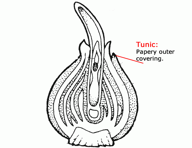 The tulip bulb is wrapped in a thin papery layer. This covering is called the tunic. It protects the leaf scales of the tulip bulb. What ways do you think the tunic might protect the bulb?