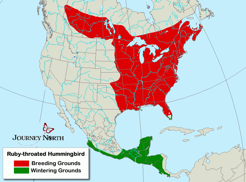 Overwintering Ruby-throats begin moving north as early as January, and by the end of February they are at the northern coast of the Yucatan. Some hummers travel by land — skirting around the Gulf of Mexico and following the Texas Coast north. Others migrate over water — 500 miles across the Gulf.