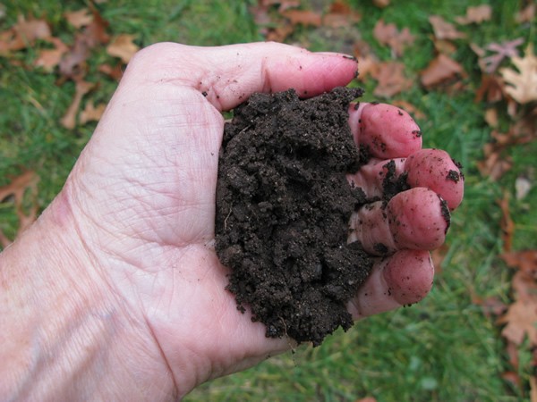 Where would you find rich, dark soil in your school yard? Where would you find other kinds of soil? How do you think soil moisture will affect bloom time?