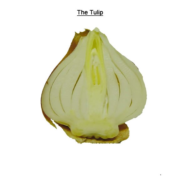 Here is a tulip bulb cut in cross section. Does yours look like this? A bulb contains everything it needs for winter survival and spring growth. As a scientist, explore your bulb and predict what its parts will become.